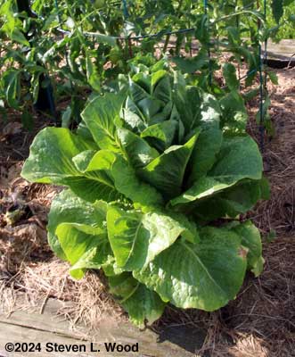 Bolting romaine