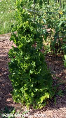 Bolting leaf lettuce