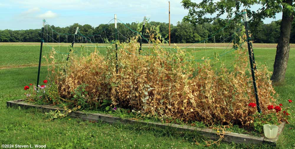 Tall, early pea vines browned out