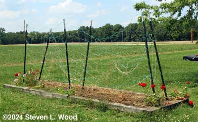Pea vines pulled