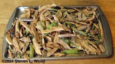 Harvested pea pods