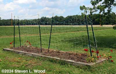 Narrow bed cleaned up and T-posts straightened
