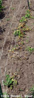 Planting of Eclipse peas failing in dry conditions