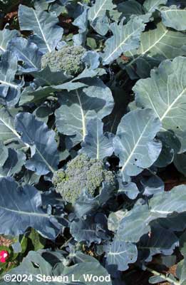 Ripe broccoli