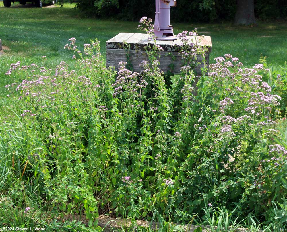 Oregano in bloom