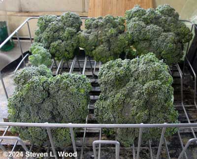 Broccoli drying after soaking in saltwater