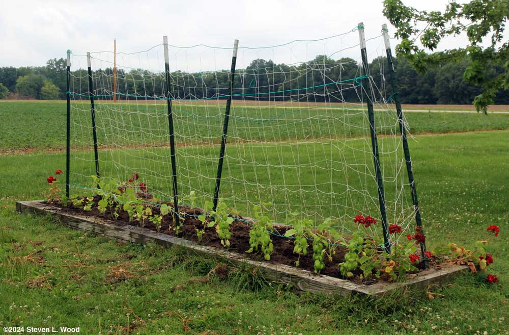 Cucumbers, parsley, and basil in narrow bed