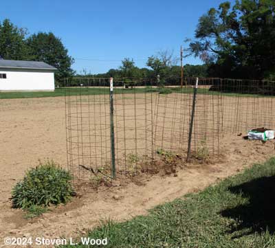 Tomatoes transplanted