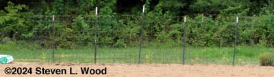 Ten tomato plants in