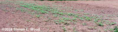 Some buckwheat up