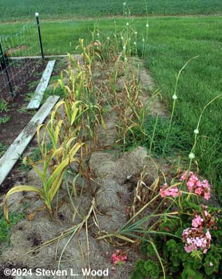 Our garlic before digging