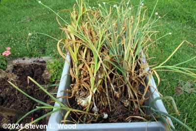 Dug garlic in cart