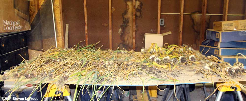 Garlic on drying table