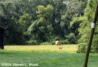 Deer by pond