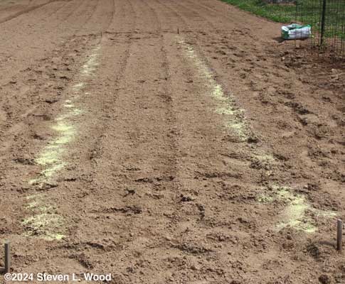 Rows marked, feertilized, and soil sulfur added