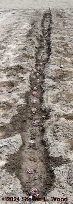Potato sets pushed into mud