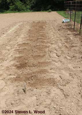 Potato sets covered with soil