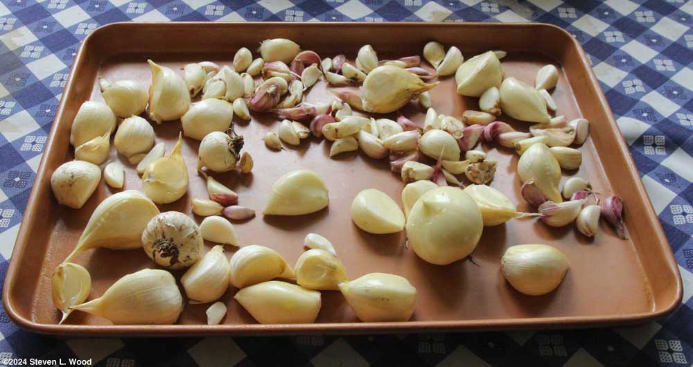 Garlic cloves drying