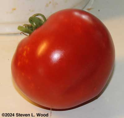 First tomato of 2024