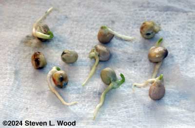 Early pea germination test