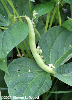 Mature green bean