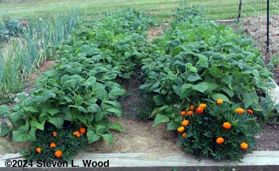Green bean rows