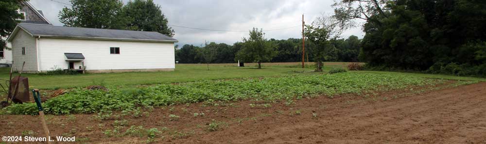 More buckwheat germinating