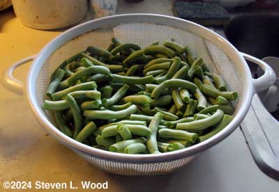 Beans washed and snapped