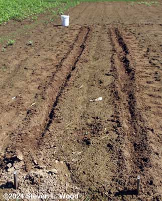 Furrows watered and seeded with sweet corn