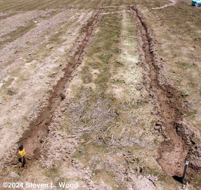 Rows watered and seeded with kidney beans
