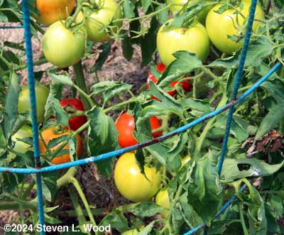 Earlirouge tomatoes