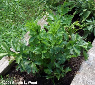 Parsley
