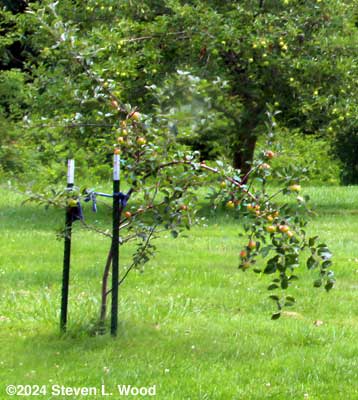 Baby Stayman Winesap apple tree in trouble