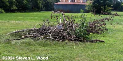 burn pile