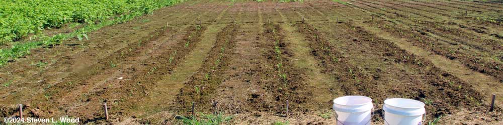 Sweet corn up