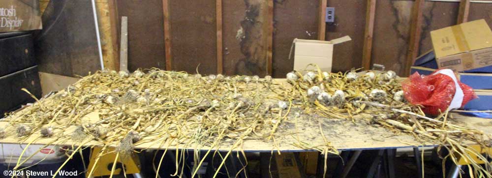 Garlic on drying table