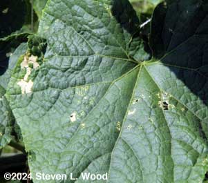 Leaf damage 1
