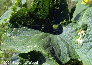 Leaf damage 2