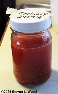 Tomato seed in jar to ferment