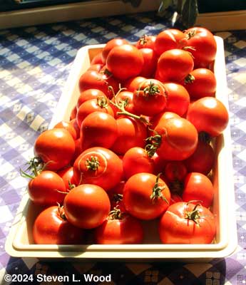 Earlirouge tomatoes ready for canning