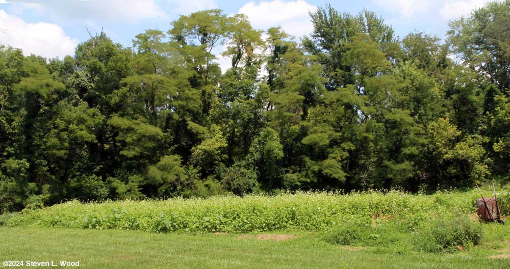 Buckwheat in bloom