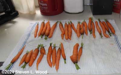 Carrots washed