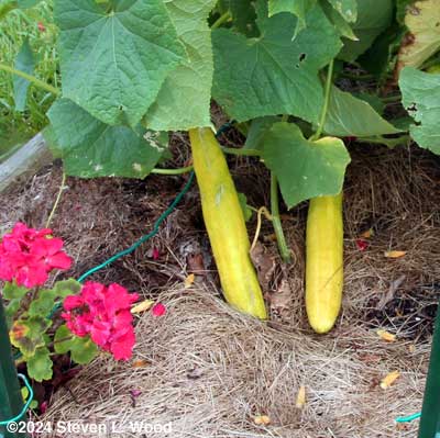 JLP cucumbers for seed saving