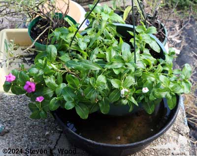 Vinca recovering
