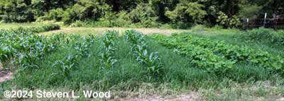 Still to be tilled