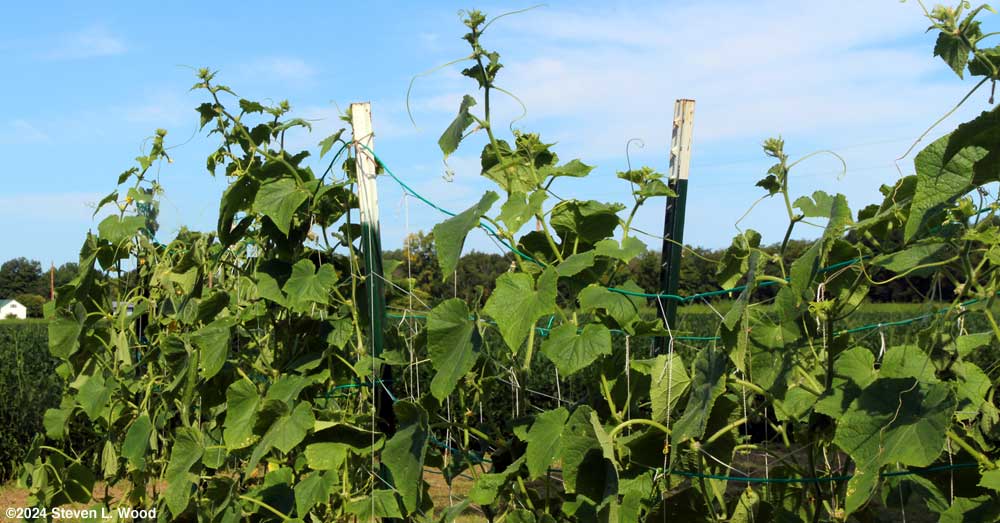 JLP cucumber vines outgrowing their trellis