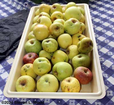 Tray of groundfall apples
