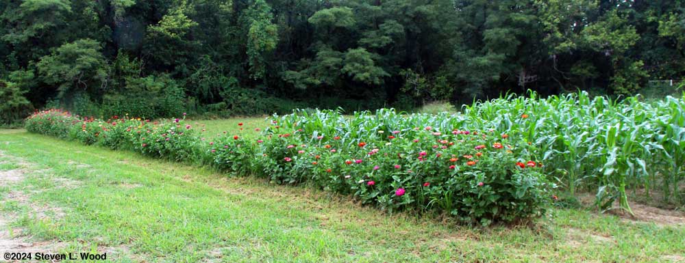 Zinnias in bloom