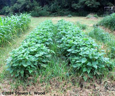 Kidney bean plants in bloom