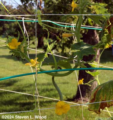 Cucumber blooms